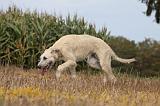 IRISH WOLFHOUND 143